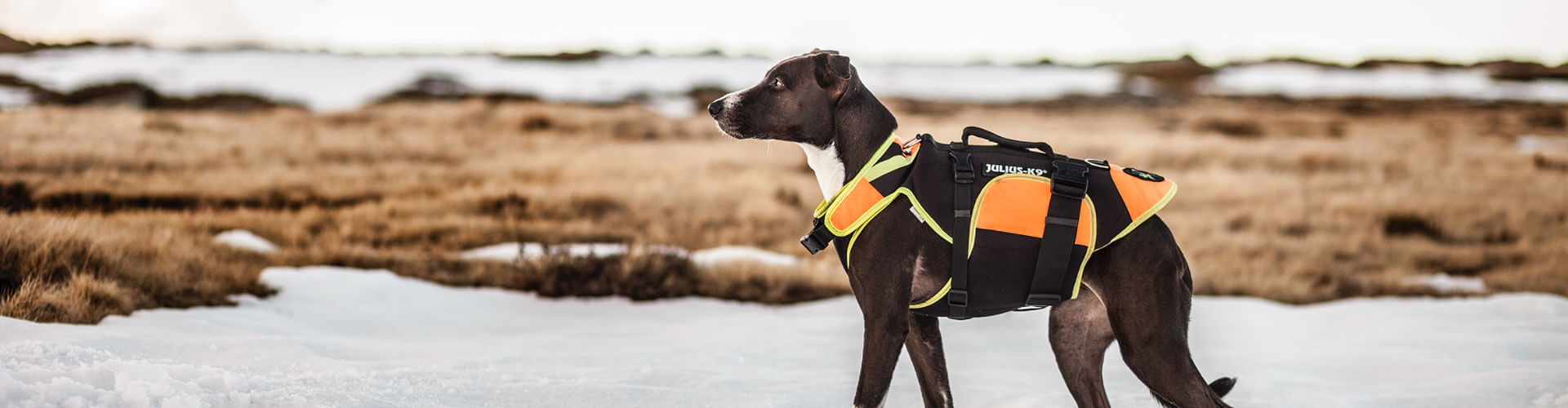 Julius k9 best sale multifunctional vest